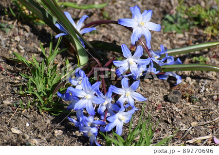 チオノドクサ 89270696