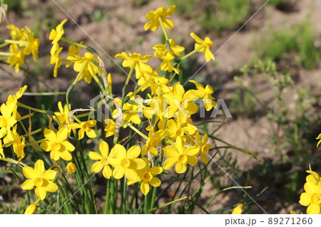 日本の春の公園に咲くキズイセン（黄水仙）の花 89271260