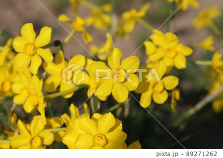 日本の春の公園に咲くキズイセン(黄水仙)の花 日本の春の公園に咲くキズイセン(黄水仙)の花 89271262