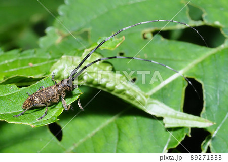 ヒメヒゲナガカミキリ 89271333