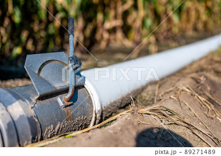 low level selective focus image of furrow irrigation in a corn field low level selective focus image of furrow irrigation in a corn field 89271489