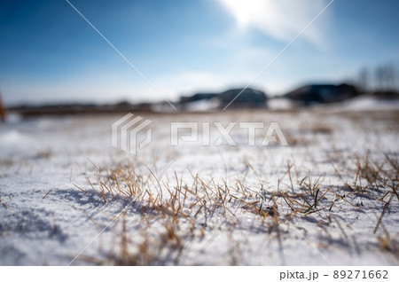 Windswept backyard with blades of dead lawn grass poking through snow 89271662