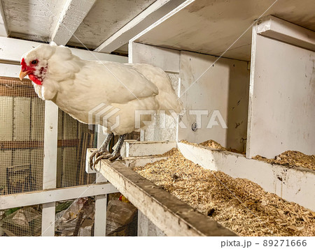 Layer chicken in a cage free coop for laying eggs. Layer chicken in a cage free coop for laying eggs. 89271666