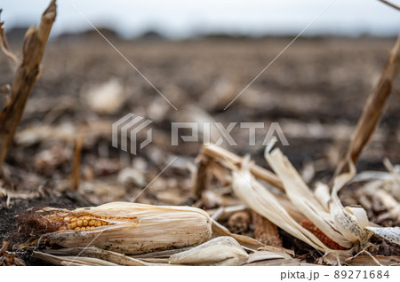 Corn cob missed during combining that was left in the field after harvesting. Corn cob missed during combining that was left in the field after harvesting. 89271684
