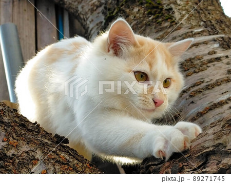 木登り好きな子猫 89271745