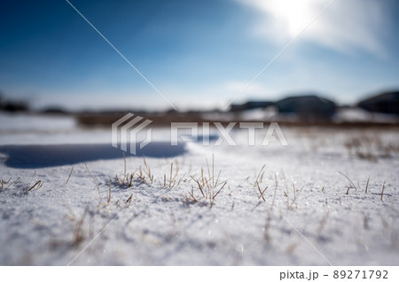 Windswept backyard with blades of dead lawn grass poking through snow Windswept backyard with blades of dead lawn grass poking through snow 89271792