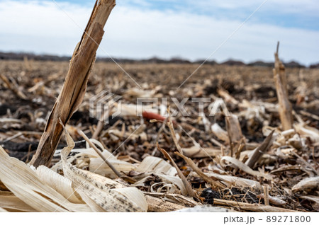 Corn field after harvest with strewn stover over disced soil. 89271800