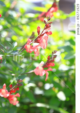 オレンジ色のサルビア・ミクロフィラ(サルビア・ヤメンシス) オレンジ色のサルビア・ミクロフィラ(サルビア・ヤメンシス) 89271929