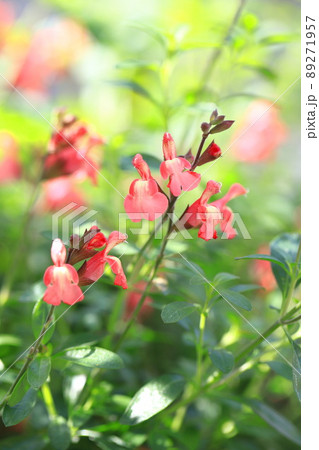 オレンジ色のサルビア・ミクロフィラ(サルビア・ヤメンシス) オレンジ色のサルビア・ミクロフィラ(サルビア・ヤメンシス) 89271957