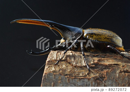 ヘラクレスオオカブトのヘラクレスヘラクレス樹木の上で　　黒背景 89272072