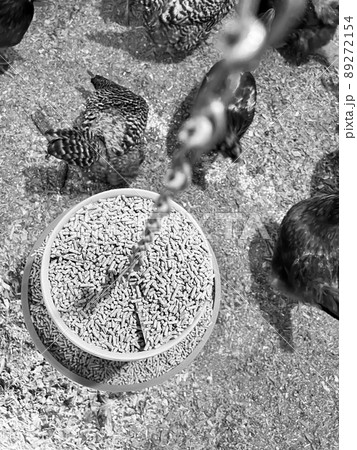 Overhead view of a chicken feeder in a free range coop with birds around it 89272154