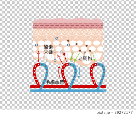 Sectional view of skin Sectional view of skin 89272177