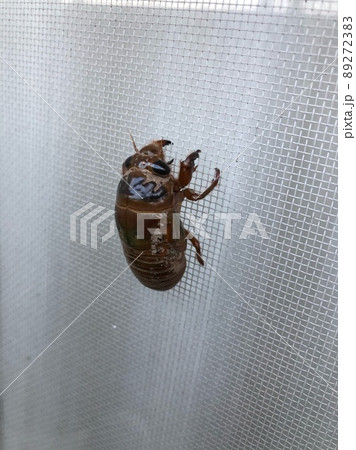 セミの羽化を観察3 89272383