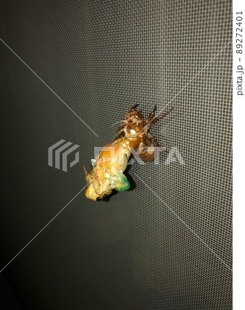 セミの羽化を観察14 89272401