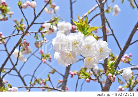 樹木:サクラ 八重桜 品種・白妙 造幣局さいたま支局 構内 樹木:サクラ 八重桜 品種・白妙 造幣局さいたま支局 構内 89272511