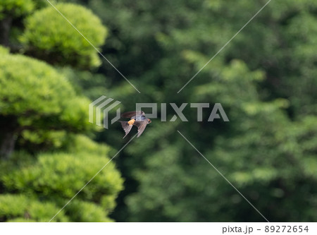 コシアカツバメ 89272654