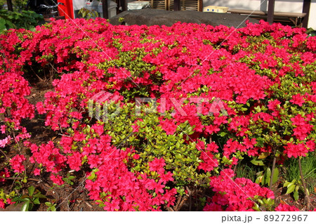 Red colored Japanese Azalea, Tsutsuji, flowering bushes in Tokyo Japan. 89272967