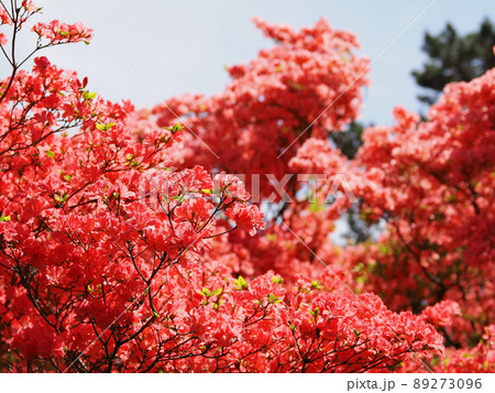 赤城神社参道松並木のヤマツツジ 89273096
