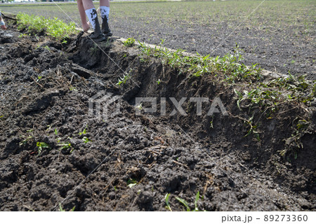 畦塗り(くろつけ) 畦塗り(くろつけ) 89273360