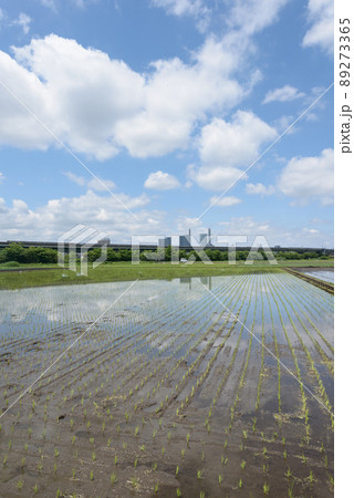 田植え直後の水田 89273365