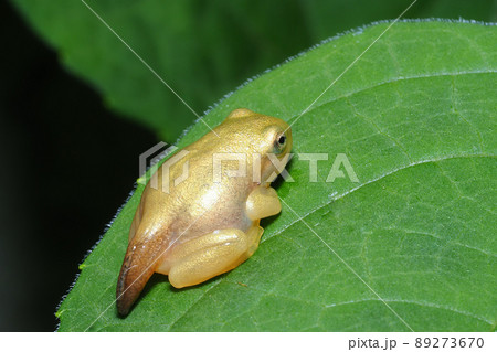 尻尾が残るカエルの幼体 尻尾が残るカエルの幼体 89273670