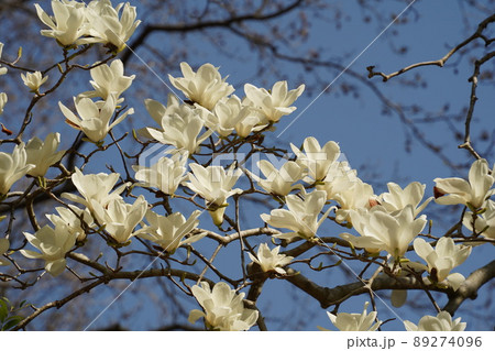 ハクモクレンの花 ハクモクレンの花 89274096