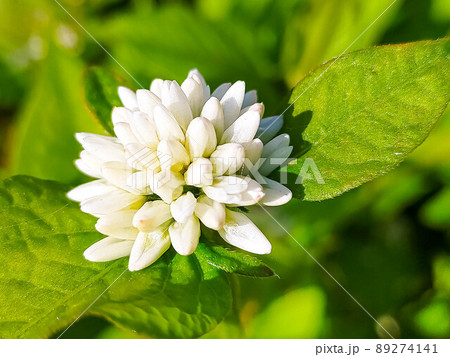 秋の光のなか開花を待つミゾソバの蕾 秋の光のなか開花を待つミゾソバの蕾 89274141