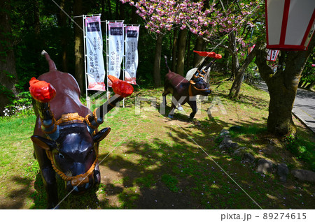 俱利伽羅古戦場　八重桜と火牛　小矢部市 89274615