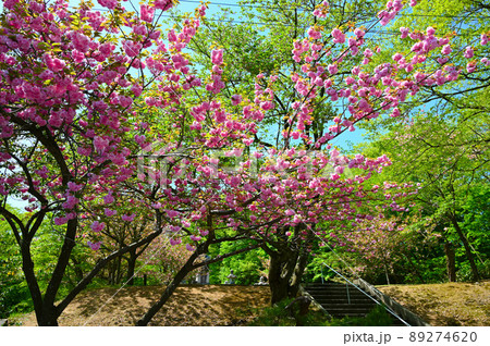 俱利伽羅古戦場 八重桜 小矢部市 俱利伽羅古戦場 八重桜 小矢部市 89274620