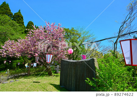 倶利伽羅県定公園 八重桜 小矢部市 倶利伽羅県定公園 八重桜 小矢部市 89274622
