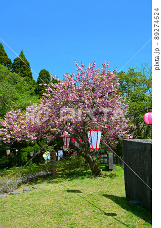 倶利伽羅県定公園 八重桜 小矢部市 倶利伽羅県定公園 八重桜 小矢部市 89274624