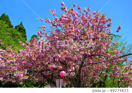 倶利伽羅県定公園　八重桜　小矢部市 89274625