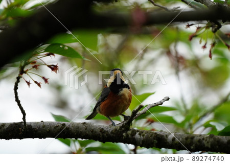 ヤマガラが咲き終わった桜の花を残念そうに眺める 89274740