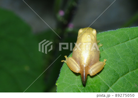 尻尾が残るカエルの幼体 89275050