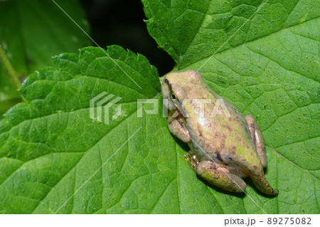 ニホンアマガエルの幼体（尻尾） 89275082