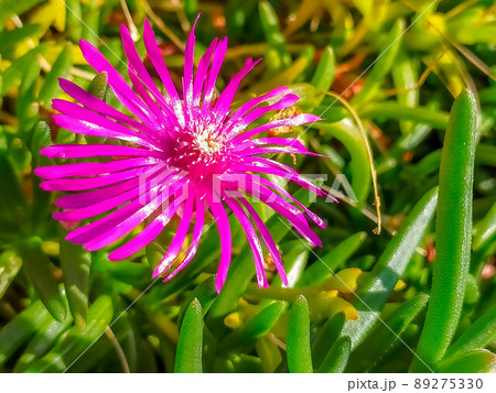 強い日差しに輝く松葉菊の花 強い日差しに輝く松葉菊の花 89275330