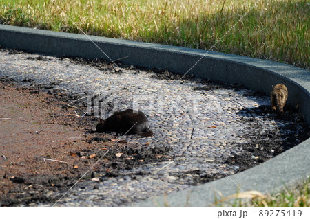 地域猫の錆柄母猫の子供たちが枯れそうな池の水を飲む 地域猫の錆柄母猫の子供たちが枯れそうな池の水を飲む 89275419
