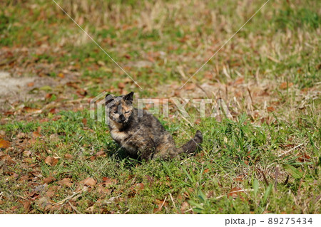 地域猫の錆柄母猫の子供たちが枯れそうな池の水を飲む 地域猫の錆柄母猫の子供たちが枯れそうな池の水を飲む 89275434