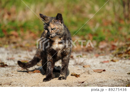 地域猫の錆柄母猫の子供たちが枯れそうな池の水を飲む 地域猫の錆柄母猫の子供たちが枯れそうな池の水を飲む 89275436