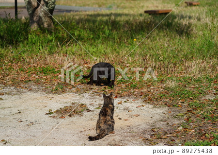 地域猫の錆柄母猫の子供たちが枯れそうな池の水を飲む 地域猫の錆柄母猫の子供たちが枯れそうな池の水を飲む 89275438