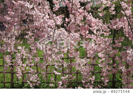 枝垂れ桜 枝垂れ桜 89275548