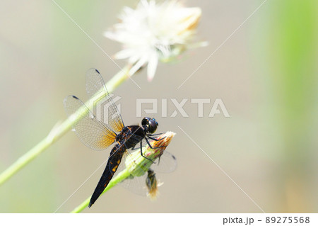 ハラビロトンボ（オス） 89275568