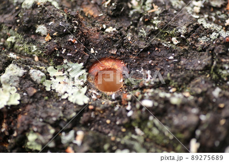 原木にシイタケの植菌用に開けた穴 原木にシイタケの植菌用に開けた穴 89275689