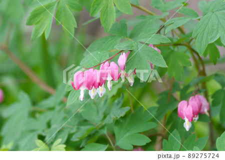 かわいい花 鯛釣り草 かわいい花 鯛釣り草 89275724