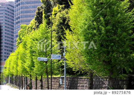 東京北品川　第一京浜沿いのイチョウ並木 89275876