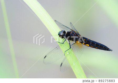 ハラビロトンボ（オス） 89275883