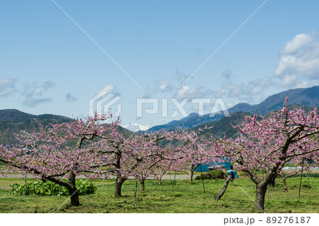 鮮やかさのピークを越え 受粉も済み おいしい川中島白桃の結実に向かう桃の花 かなたの鹿島槍に雪が残る 鮮やかさのピークを越え 受粉も済み おいしい川中島白桃の結実に向かう桃の花 かなたの鹿島槍に雪が残る 89276187
