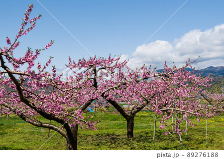 鮮やかさのピークを越え 受粉も済み おいしい川中島白桃の結実に向かう桃の花 89276188