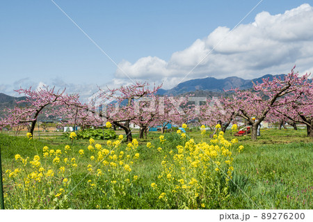 鮮やかさのピークを越え 受粉も済み おいしい川中島白桃の結実に向かう桃の花と菜の花 鮮やかさのピークを越え 受粉も済み おいしい川中島白桃の結実に向かう桃の花と菜の花 89276200