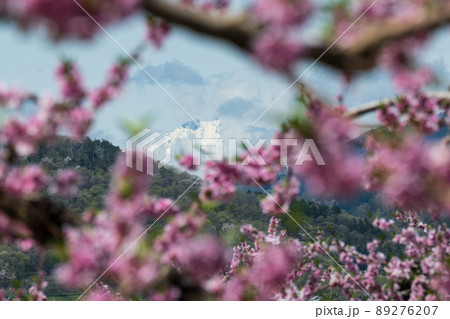 鮮やな川中島白桃の花の先 鹿島槍には雪が残る 鮮やな川中島白桃の花の先 鹿島槍には雪が残る 89276207